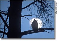 silhouette of owl Mark Brown